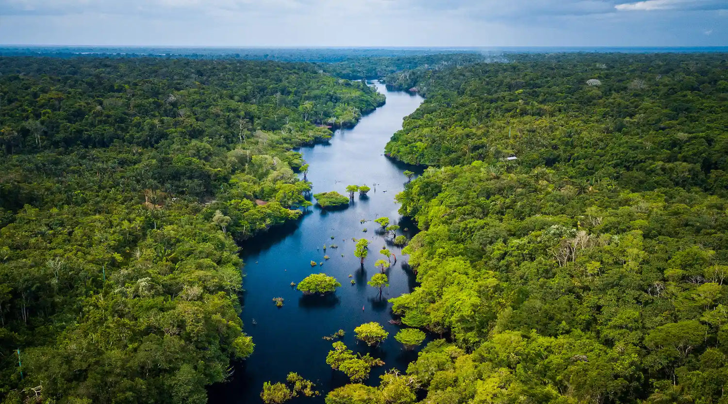 Der Amazonas-Regenwald verliert an Widerstandsfähigkeit: Neue Erkenntnisse aus der Analyse von Satellitendaten