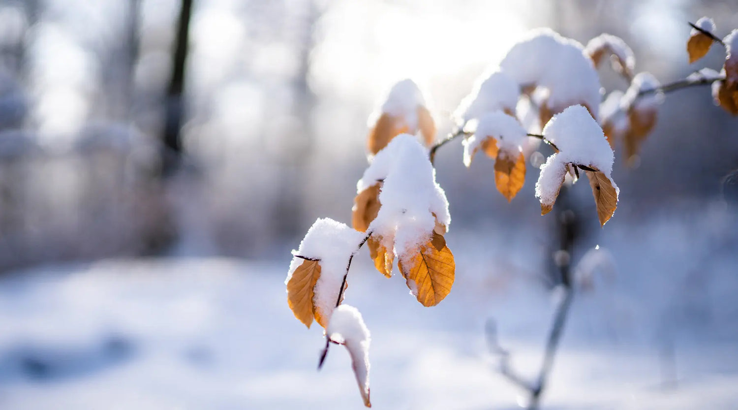 Die Strategien der Bäume im Winter