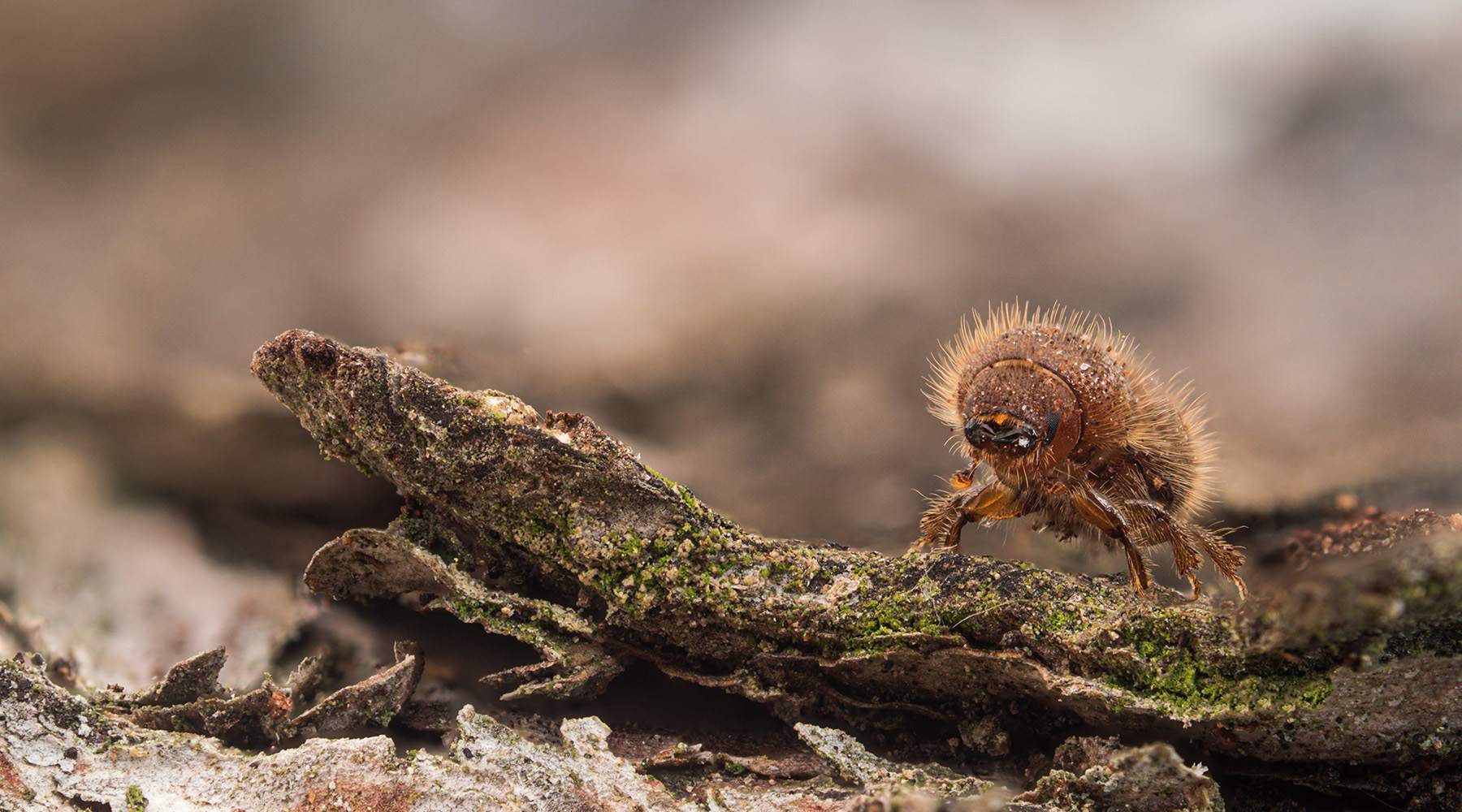 Borkenkäfer weisen die Richtung