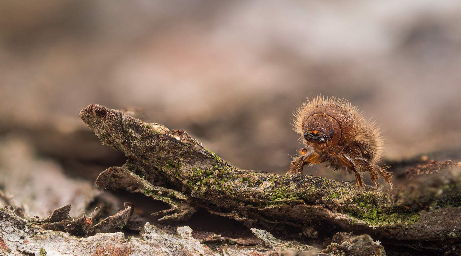 Borkenkäfer weisen die Richtung