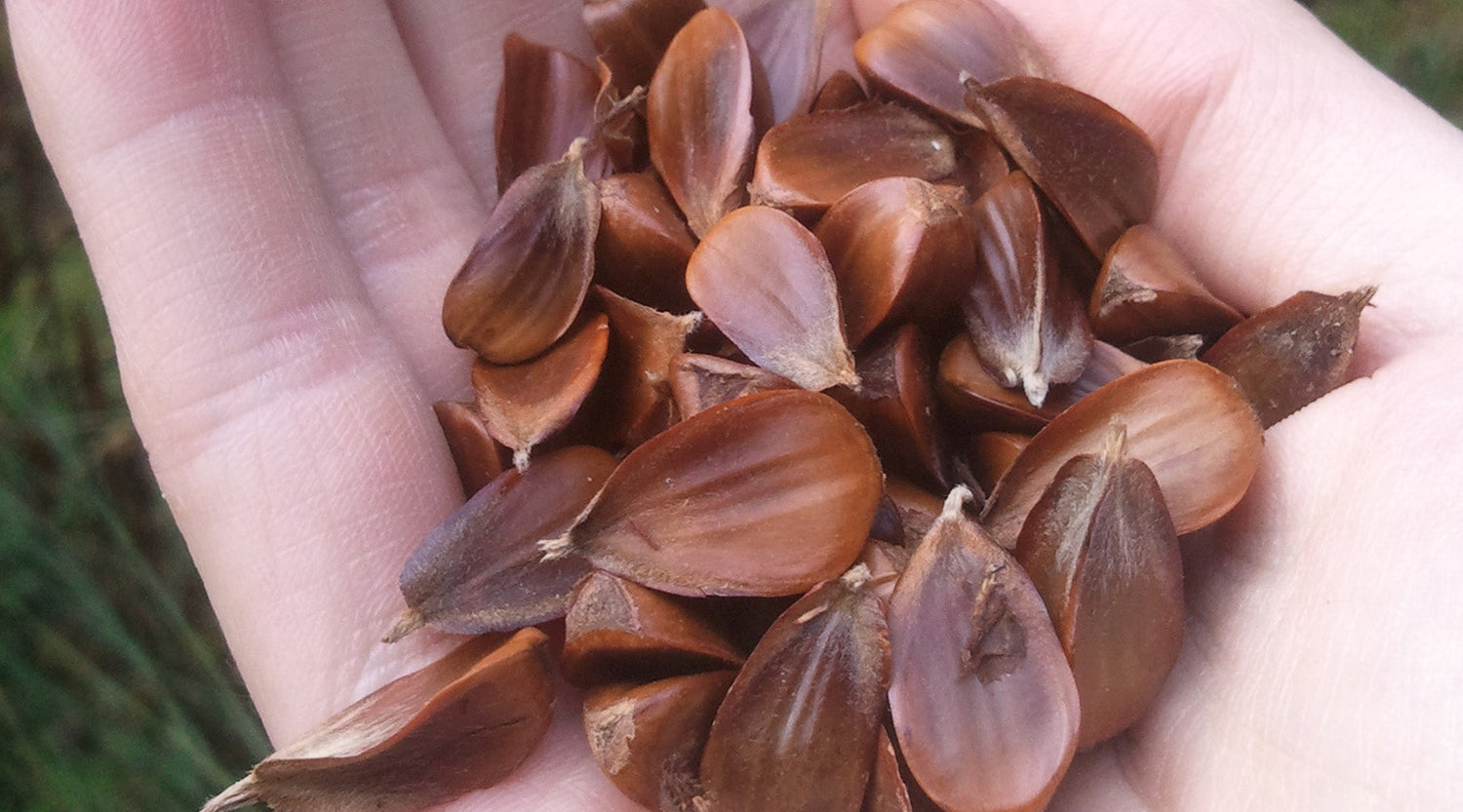 Bucheckern – ein knackiger Snack aus dem Wald