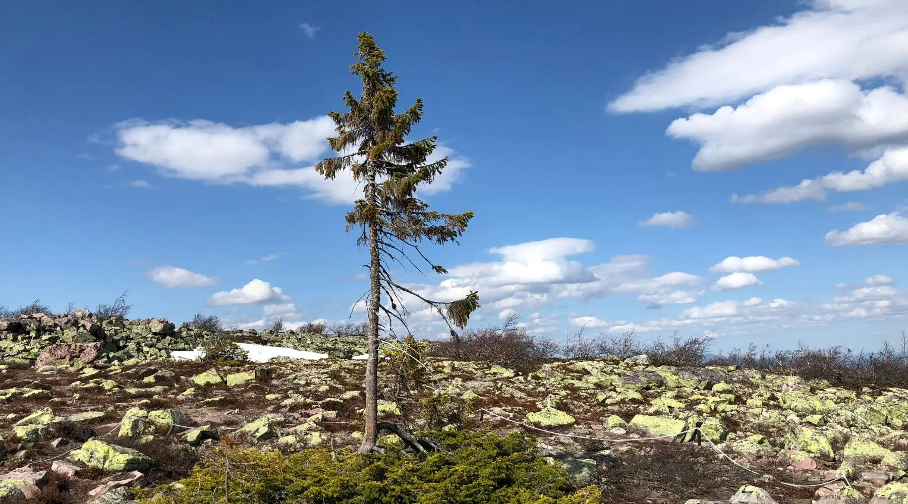 Ältester Baum der Welt: Old Tjikko in Schweden