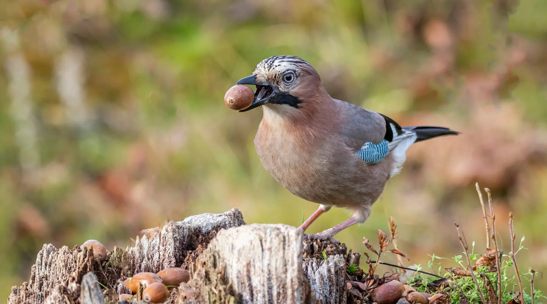 Der Eichelhäher: Kluger Waldbewohner mit markantem Ruf und farbenprächtigem Gefieder