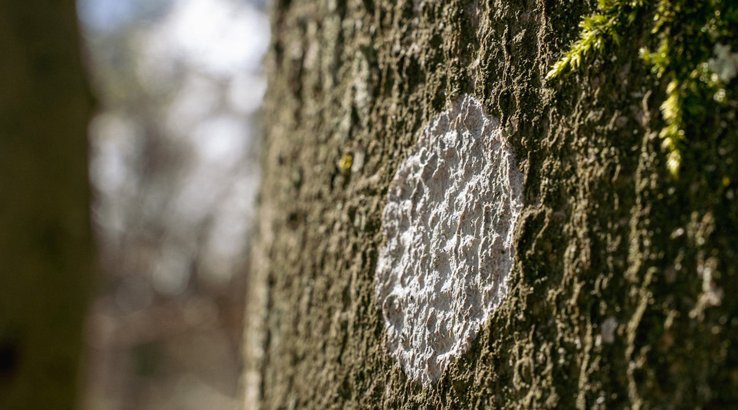 Weiße Flecken an Bäumen – sind sie schädlich?