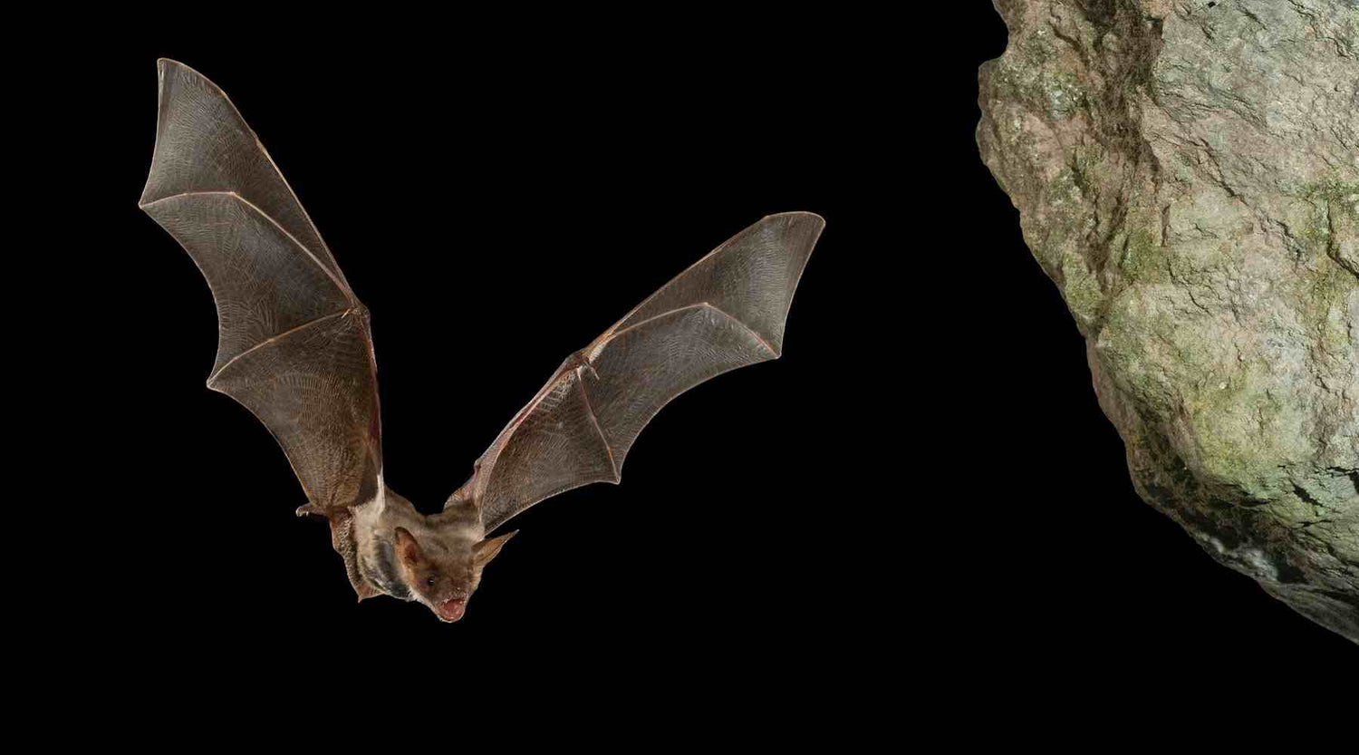 Fledermäuse und Vögel brauchen alte Wälder mit viel Totholz