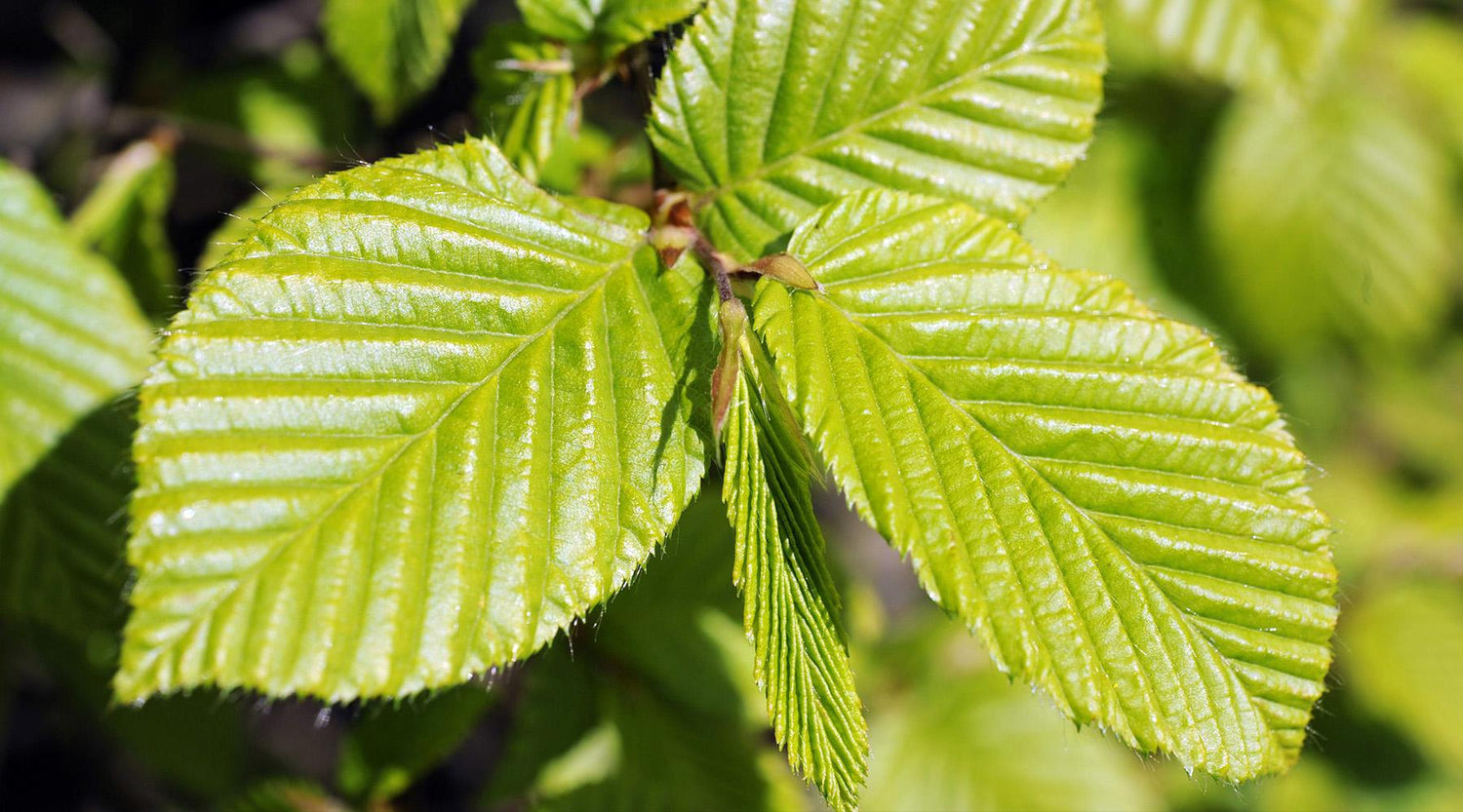 Wie du Hainbuchen und Rotbuchen unterscheidest
