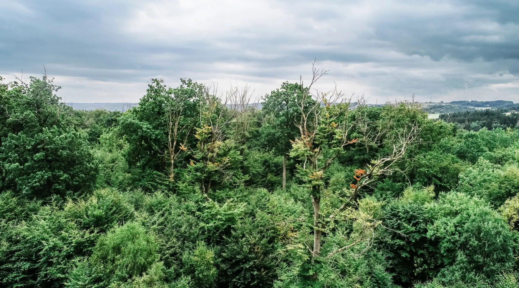 Hitzestress im Wald: Warum forstwirtschaftliche Methoden unsere Wälder im Klimawandel zusätzlich belasten