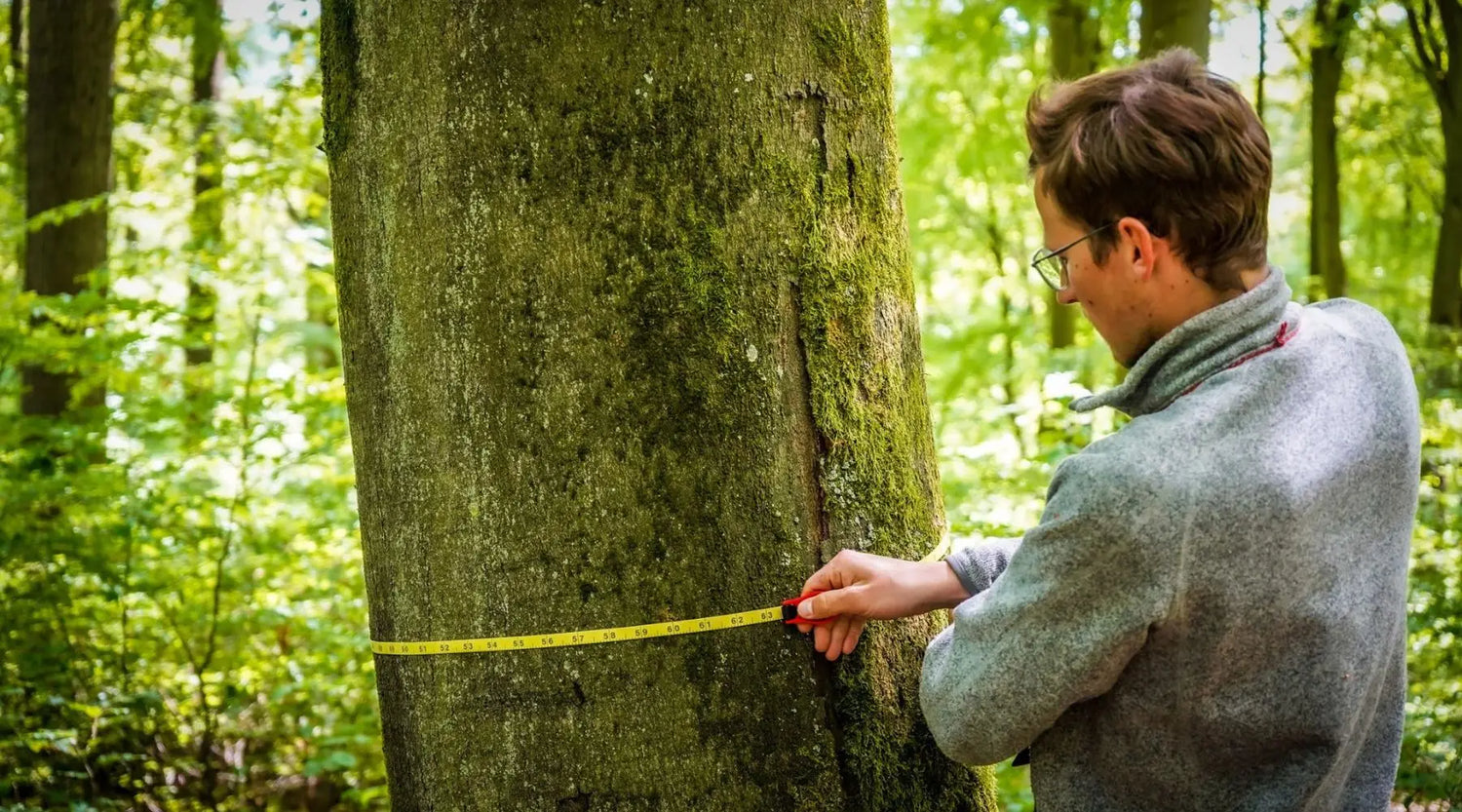 Wir haben das UrwaldProjekt vermessen