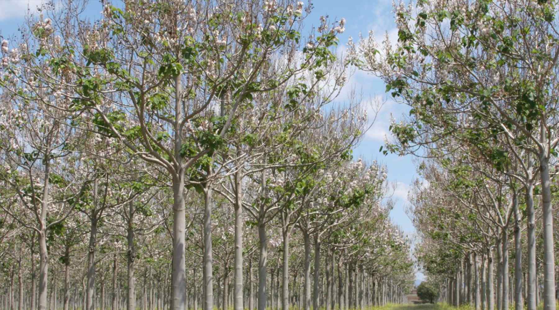 Der Kiri-Baum – Klimawunder oder potenzielle Gefahr?