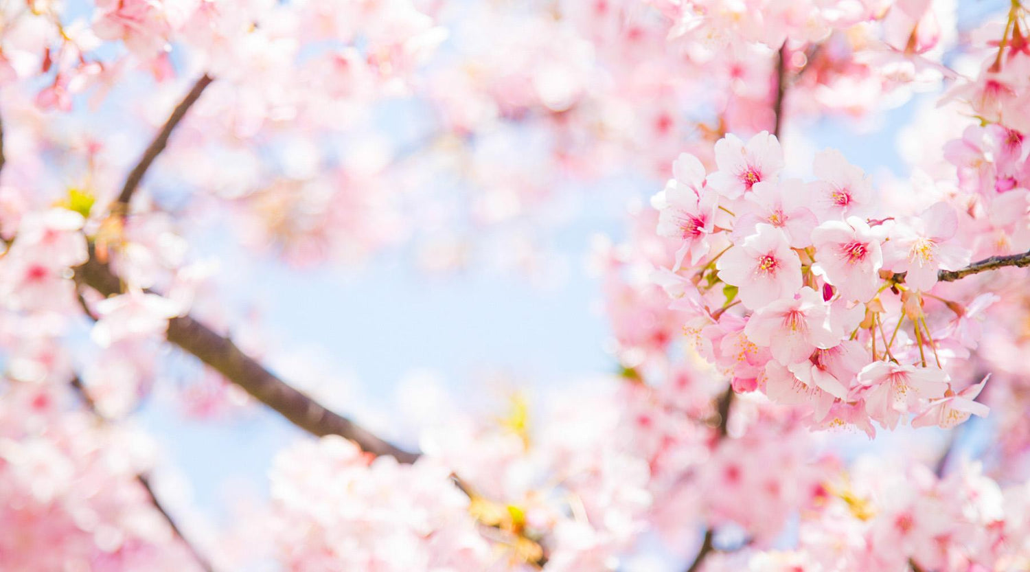 Blüte und Blattaustrieb von Bäumen findet im Zuge des Klimawandels weltweit früher statt