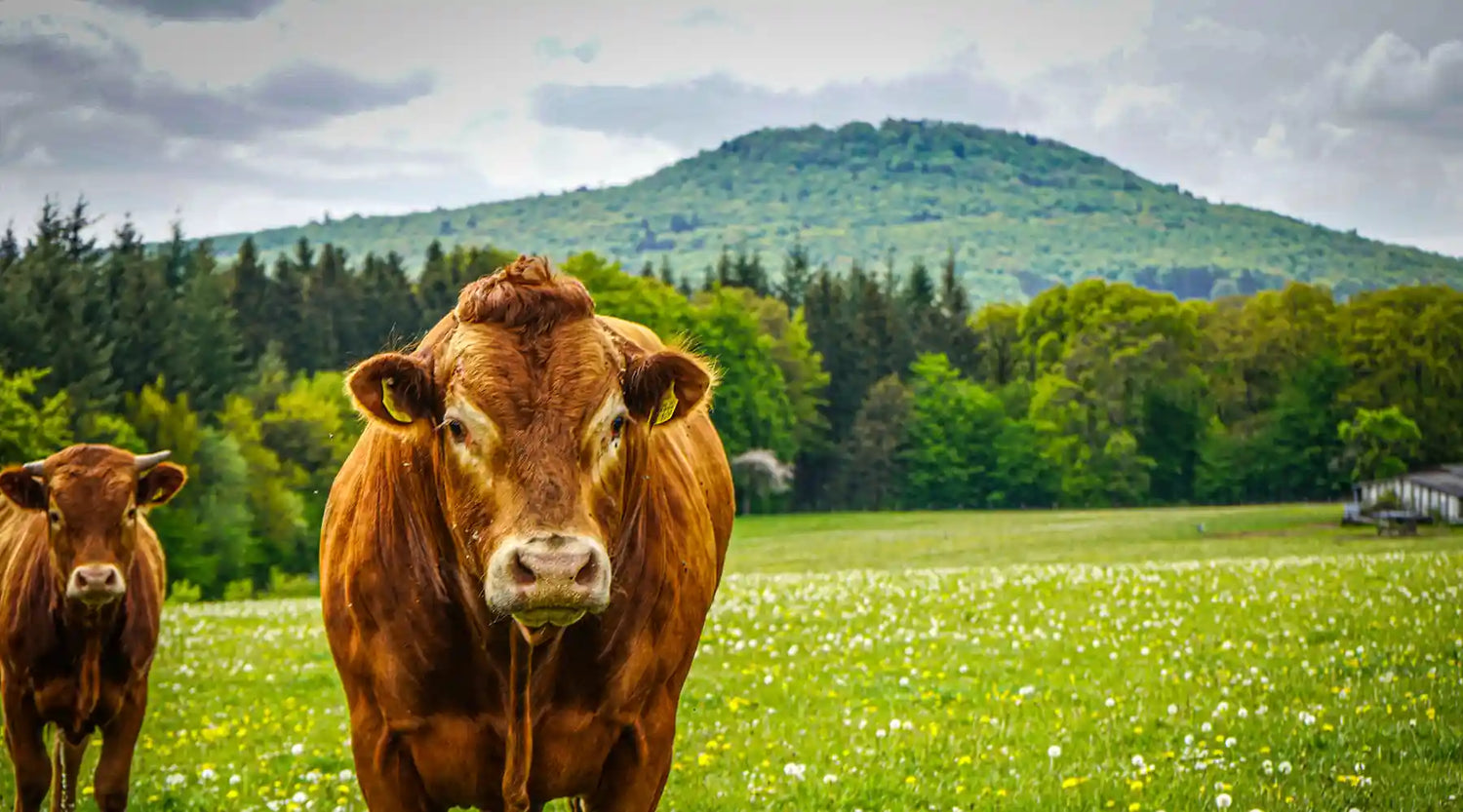 Welchen Einfluss hat vegane Ernährung auf den Wald und das Klima?