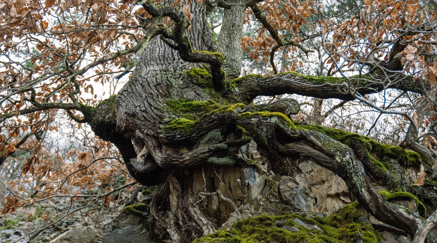 Nationalparks in Deutschland: Wo die Natur frei sein darf? Eine kritische Betrachtung