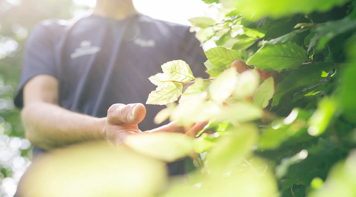 Vogelfreundlicher Garten: Mit diesen Tipps lockst du Vögel an