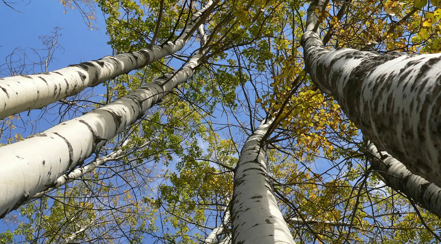 Pionierbaumarten – Birke, Espe und Co