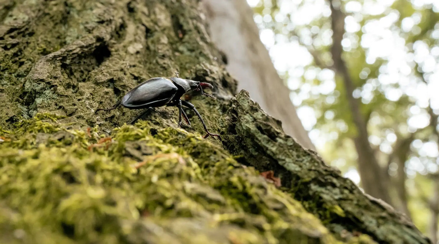 Was krabbelt im UrwaldProjekt?