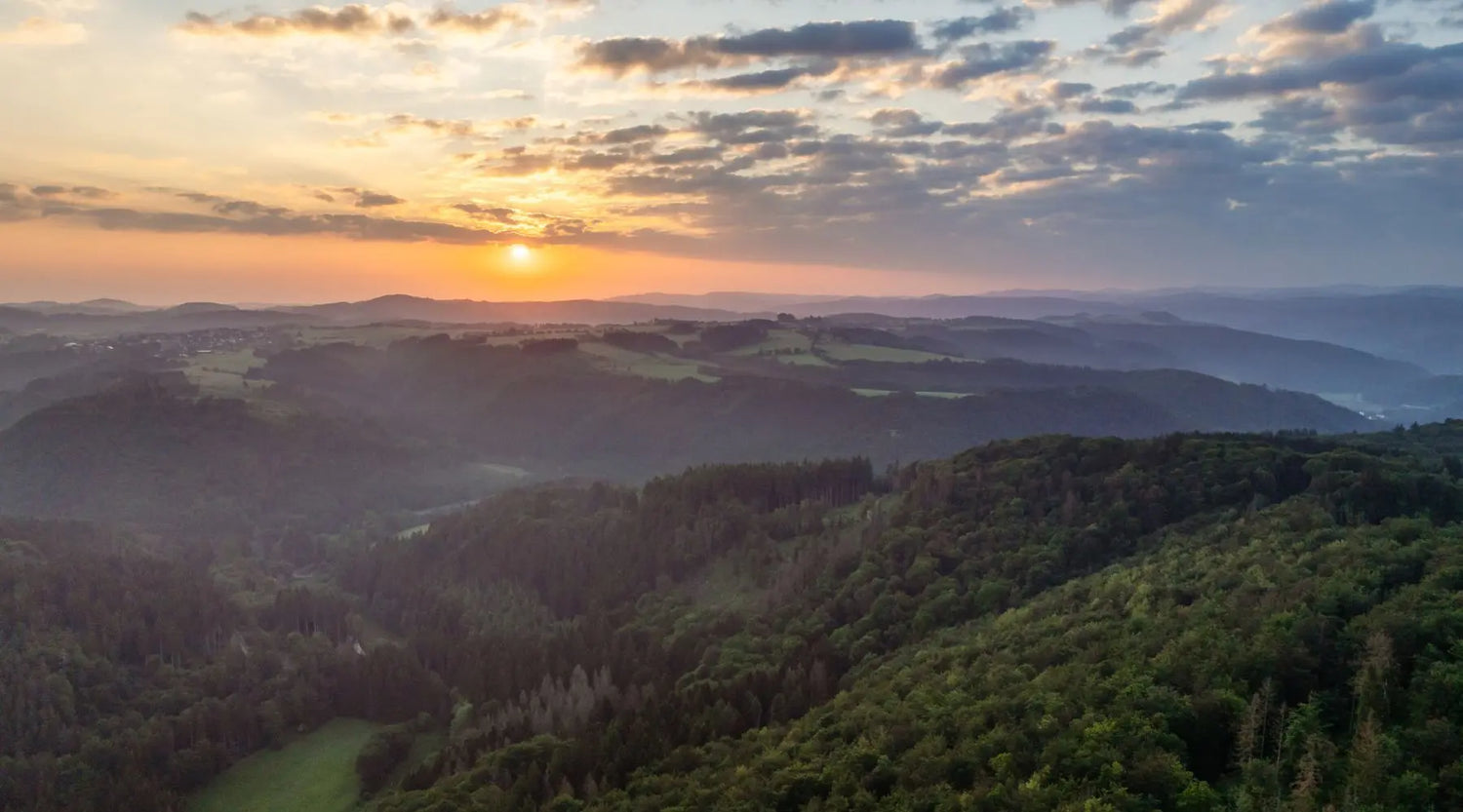 Mischwald – Warum der Begriff irreführend ist