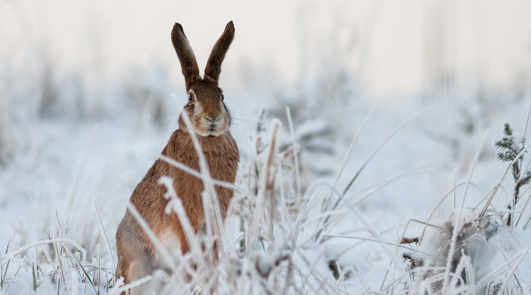 Tiere im Winter - Kalte Füße und Liebesspiele