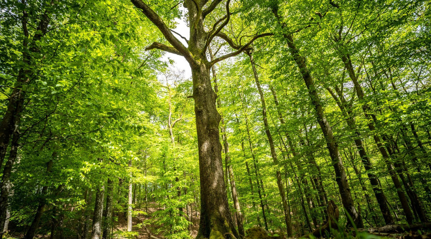 Das UrwaldProjekt erhält den Globetrotter Naturbonus