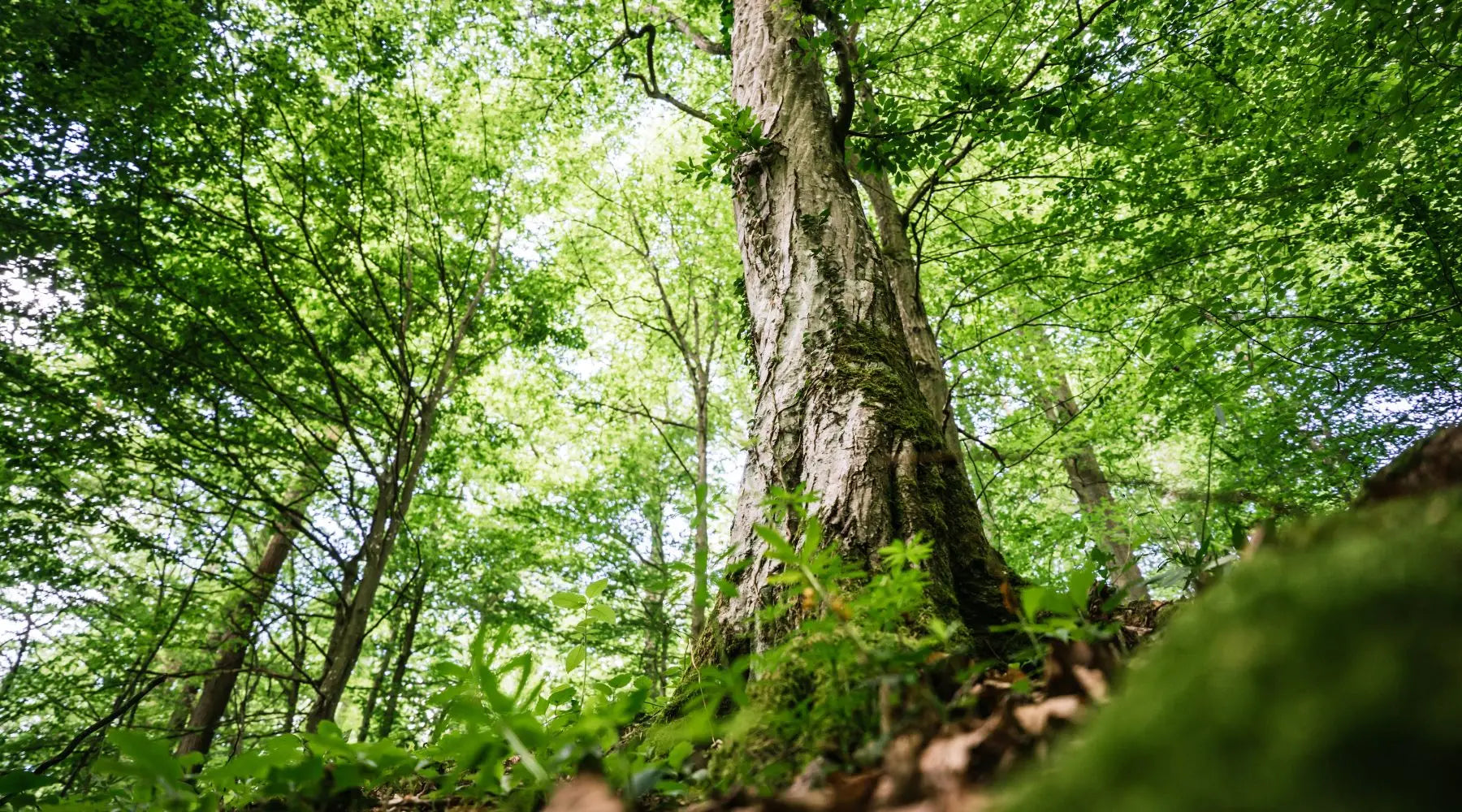 Eine eigene Website für das UrwaldProjekt