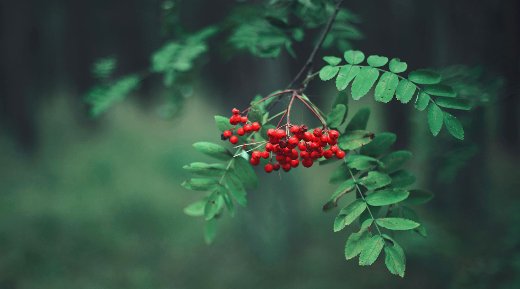 Ist die Vogelbeere wirklich giftig?