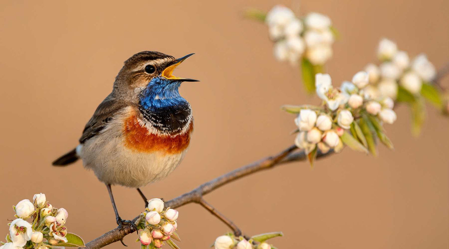 Vogelgezwitscher ist gut für die mentale Gesundheit