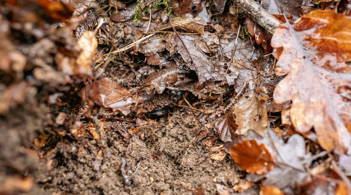 Das Problem mit der Waldkalkung