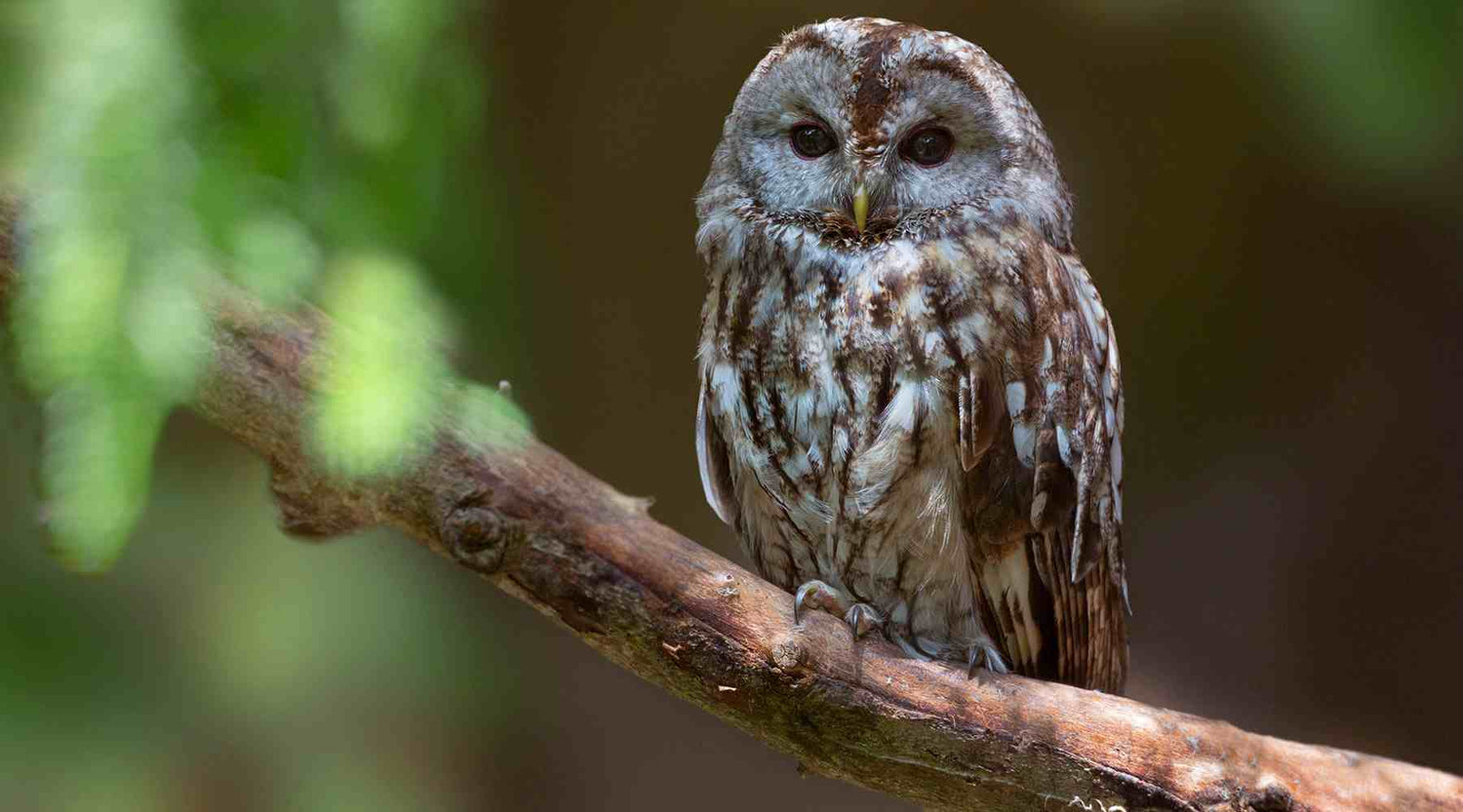 Der Waldkauz
