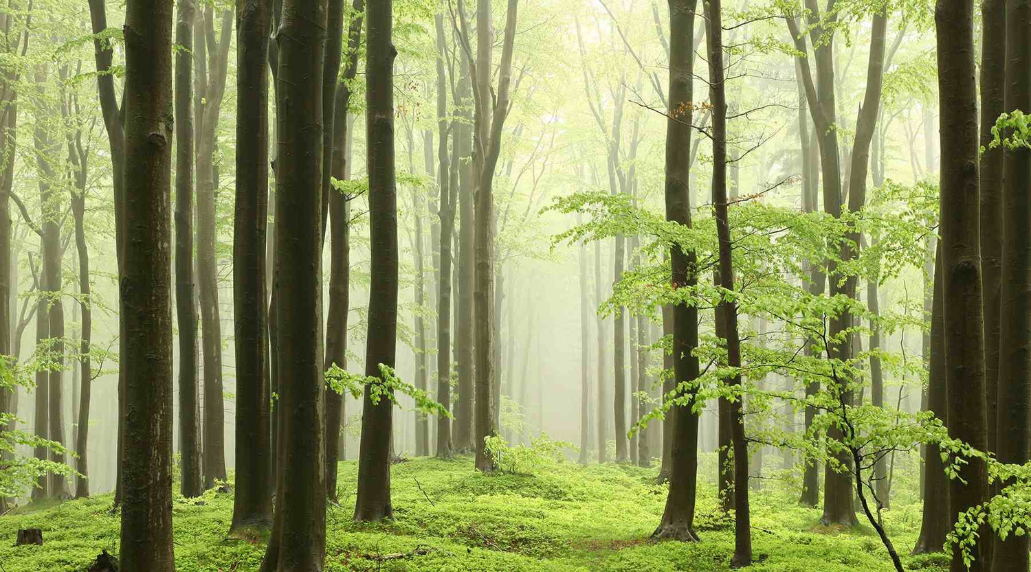 Warum sagt man „astrein“?