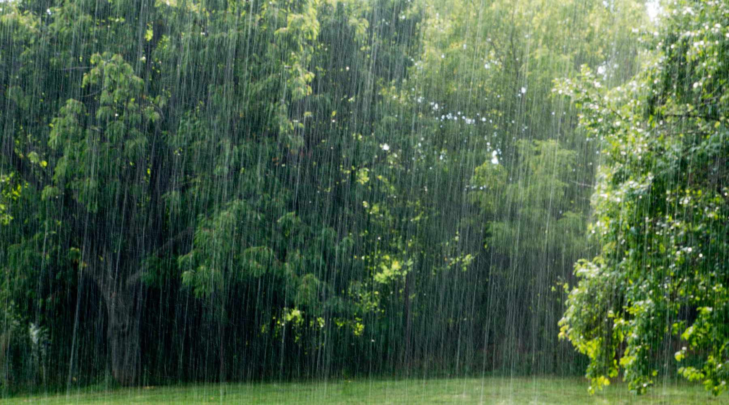 Wenn Bäume Regen machen - aus Braun wird Leben