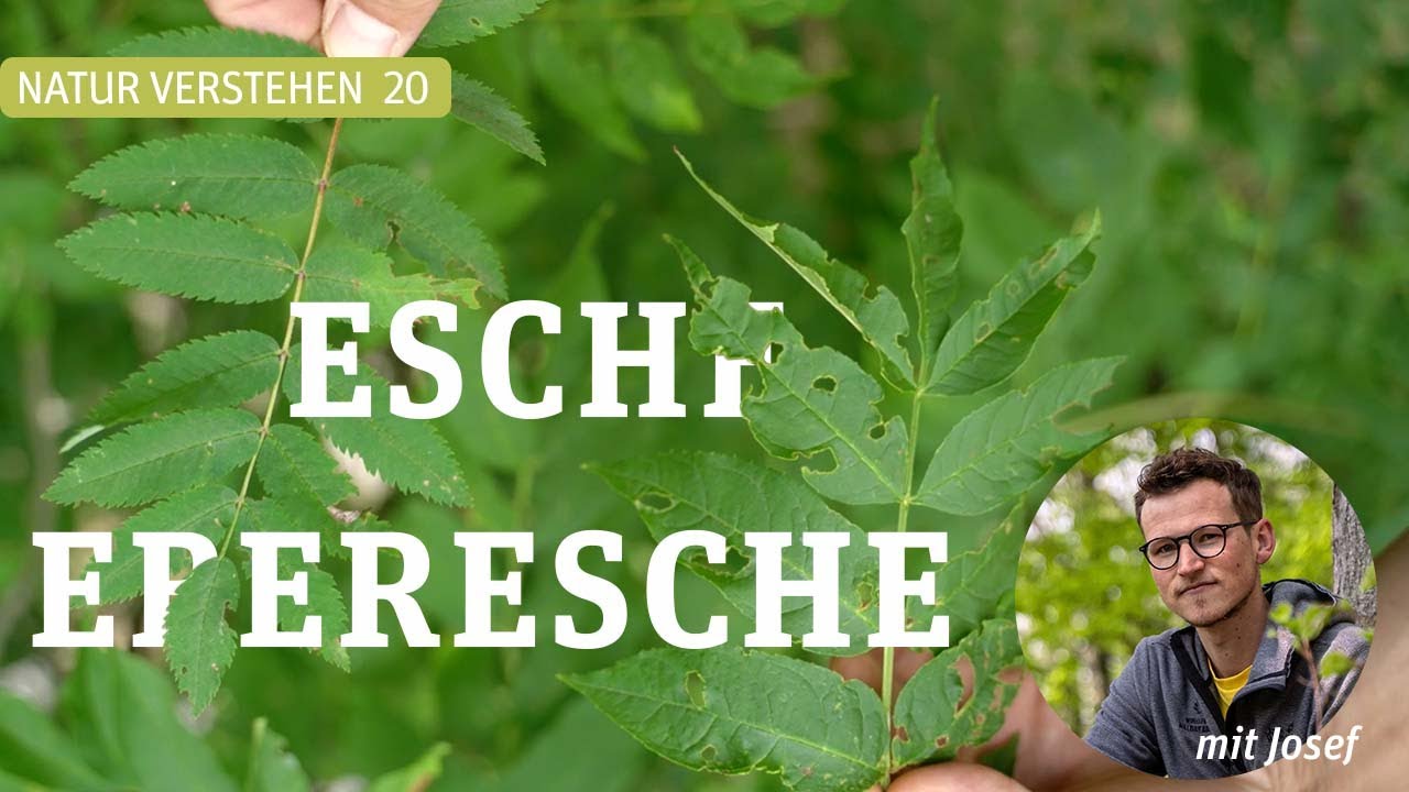 Sind Esche und Eberesche verwandt?