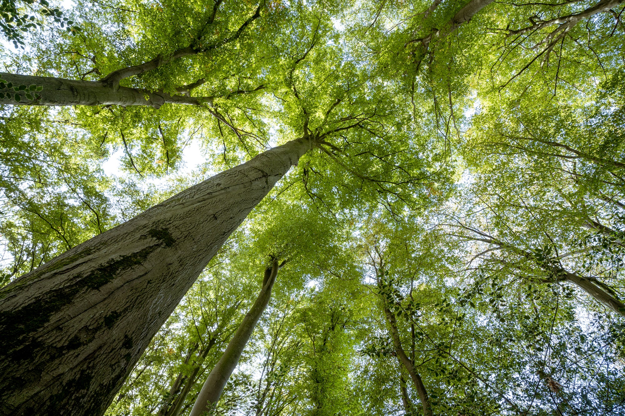Unter dem Blätterdach hoher Buchen und Eichen bricht das Sonnenlicht durch die grünen Blätter des dichten Urwalds Kammerberg - erleben Sie die Natur mit Wohllebens Waldakademie.