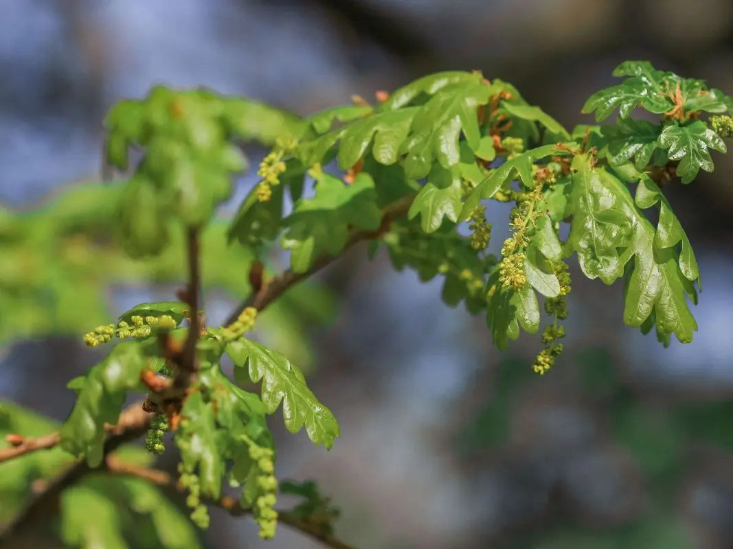 Baumbestimmung kompakt - Bäume lesen lernen - 3-tägig