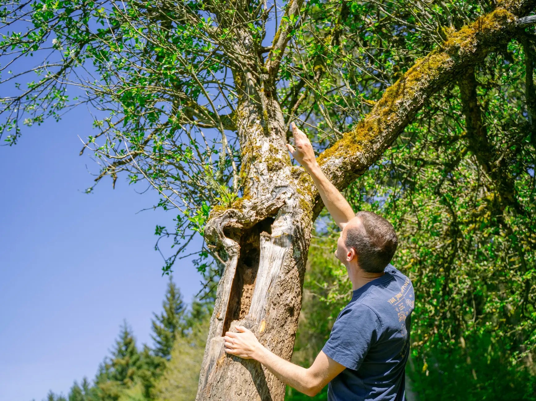 Ein Mann, möglicherweise Baumpfleger Georg Wand, untersucht und berührt einen moosbewachsenen, hohlen Baumstamm im Freien in der Eifel an einem sonnigen Tag für Wohllebens Waldakademie.