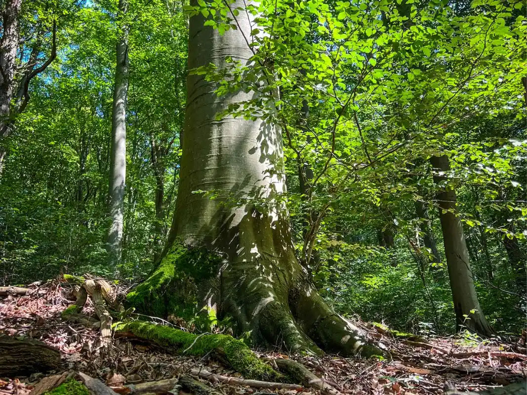 Ein sonnenbeschienener Waldboden mit einem großen Baumstamm, grünem Moos, belaubten Ästen und gedämpftem Sonnenlicht - ein bezaubernder Blick in die alten Buchenwälder, eingefangen von Wohllebens Waldakademie.