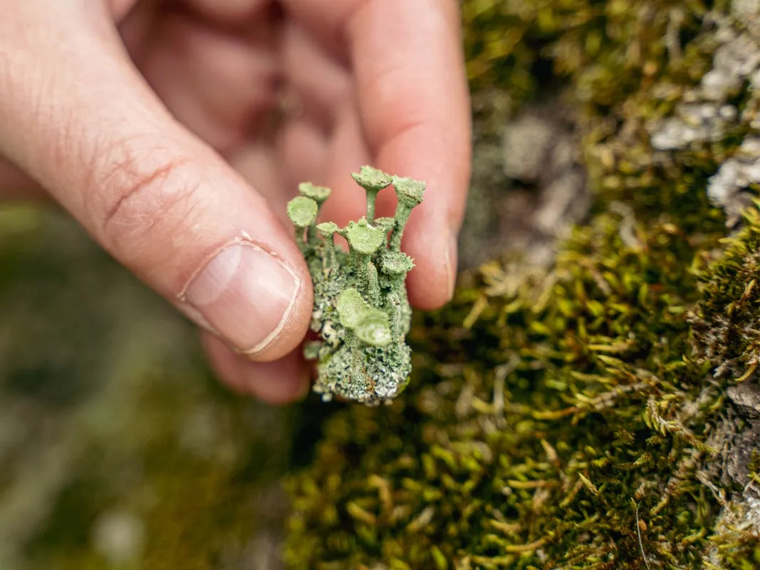 The fascinating world of lichens and mosses in the Eifel