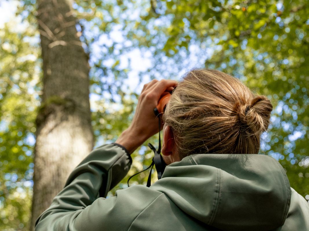 Owl hike in the Eifel