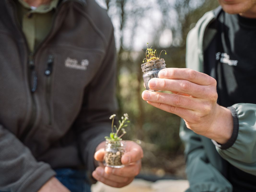 The fascinating world of lichens and mosses in the Eifel