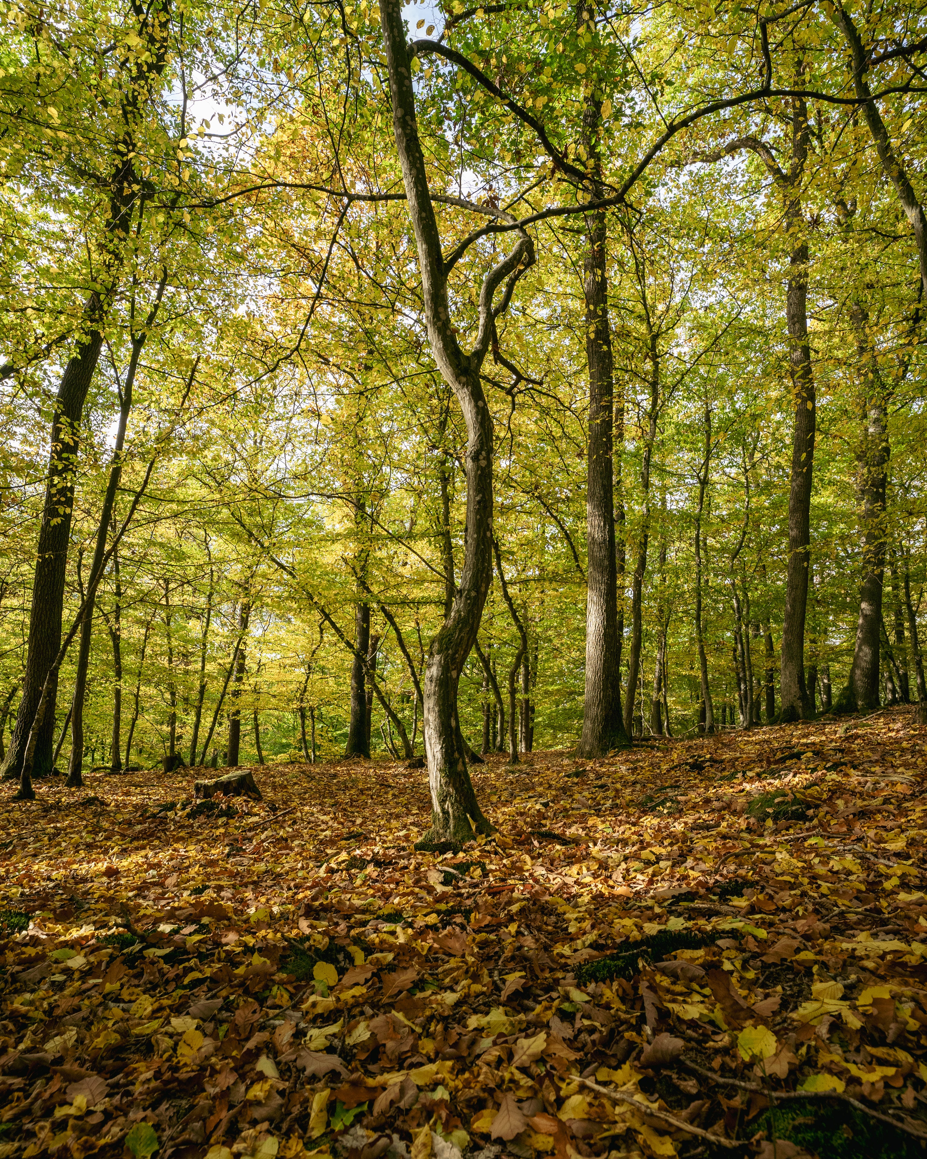 Das Sonnenlicht fällt durch die hohen Bäume der Waldakademie Wohllebens und beleuchtet den mit Herbstlaub bedeckten Waldboden.