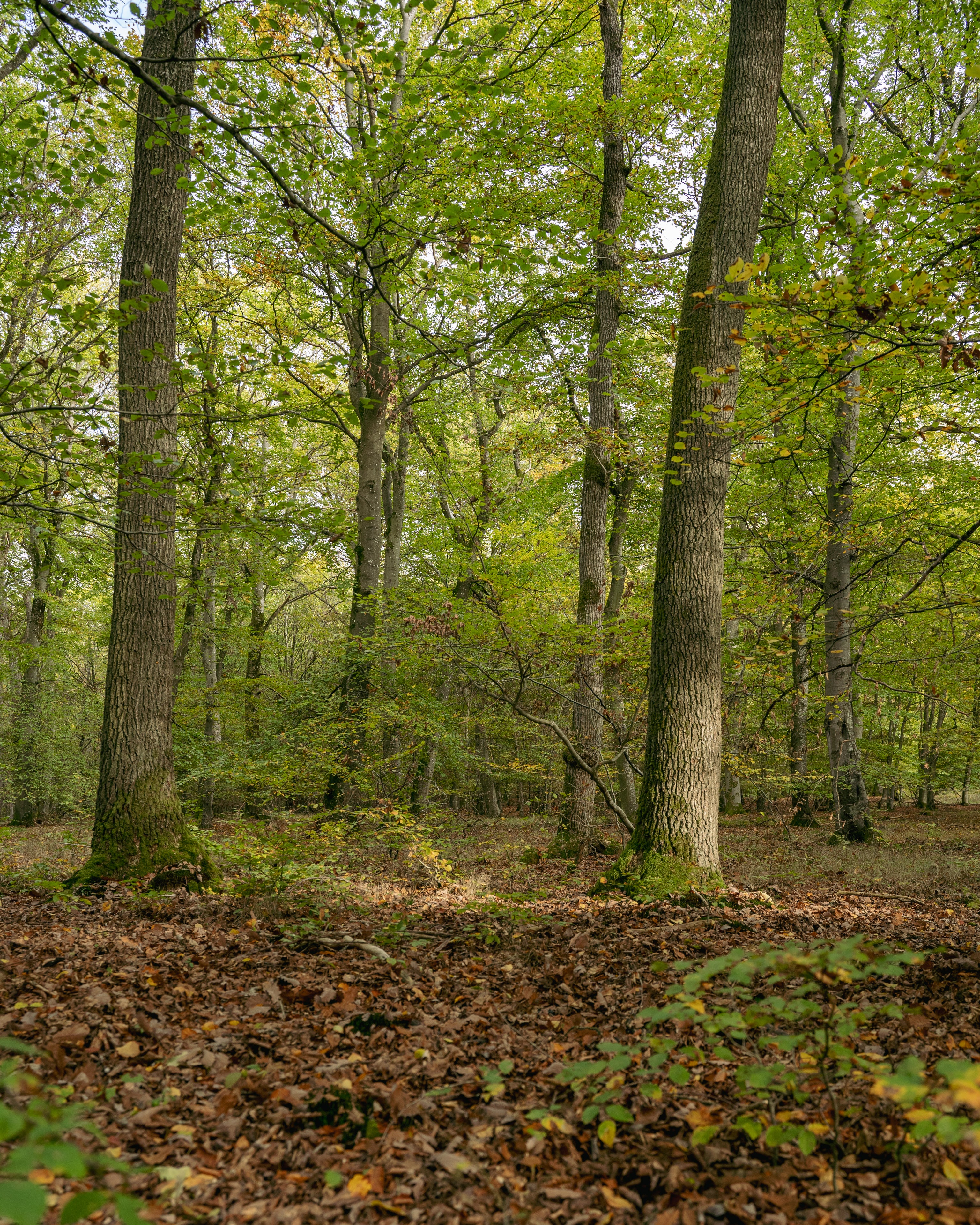 Das Sonnenlicht strömt durch hohe Bäume in einen üppig grünen Wald mit einem grünen Boden, wie ihn sich die Waldakademie Wohllebens vorgestellt hat.