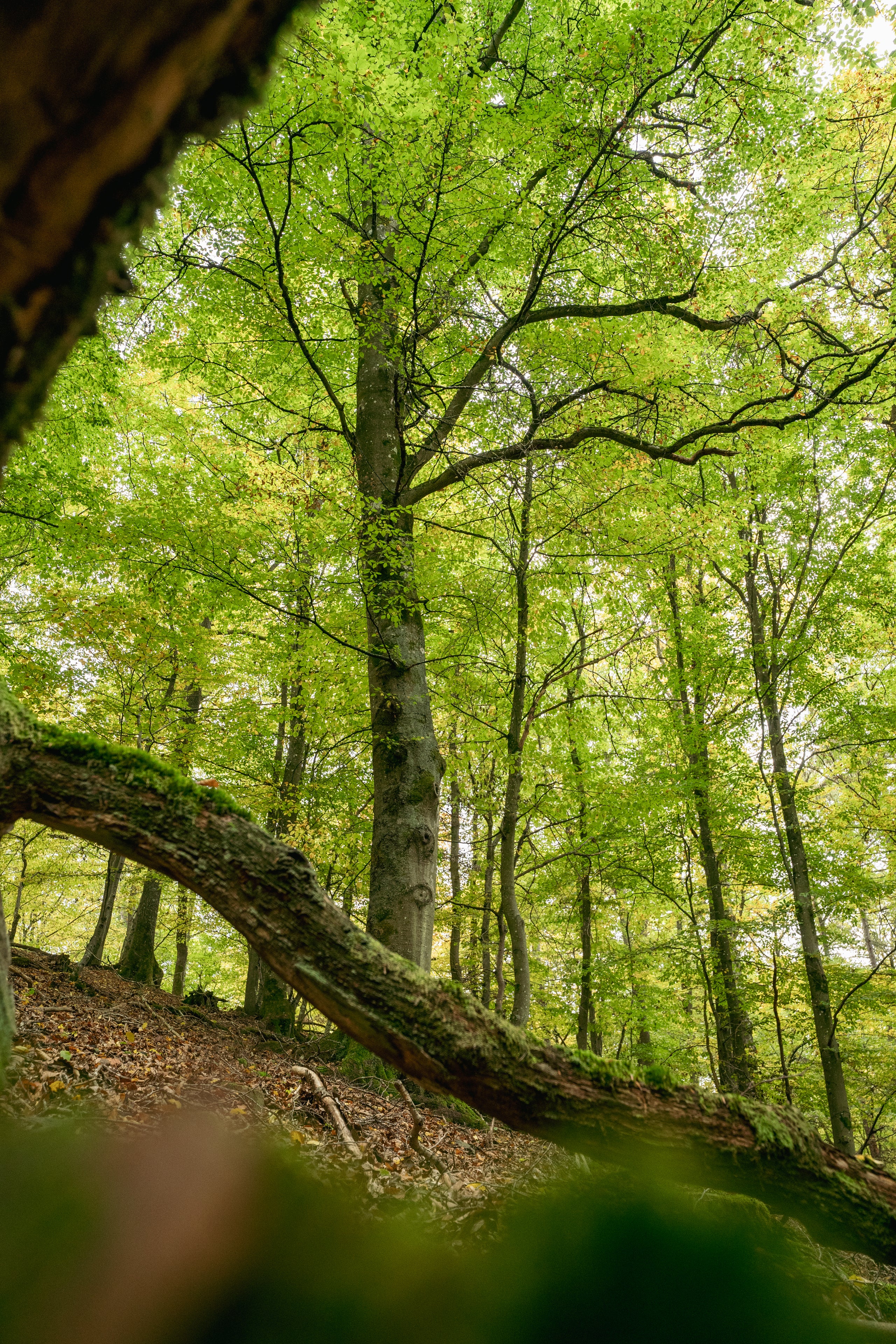 Das Sonnenlicht fällt durch hohe grüne Bäume in einem Wald und hebt einen großen Ast im Vordergrund hervor. Wohllebens Waldakademie.