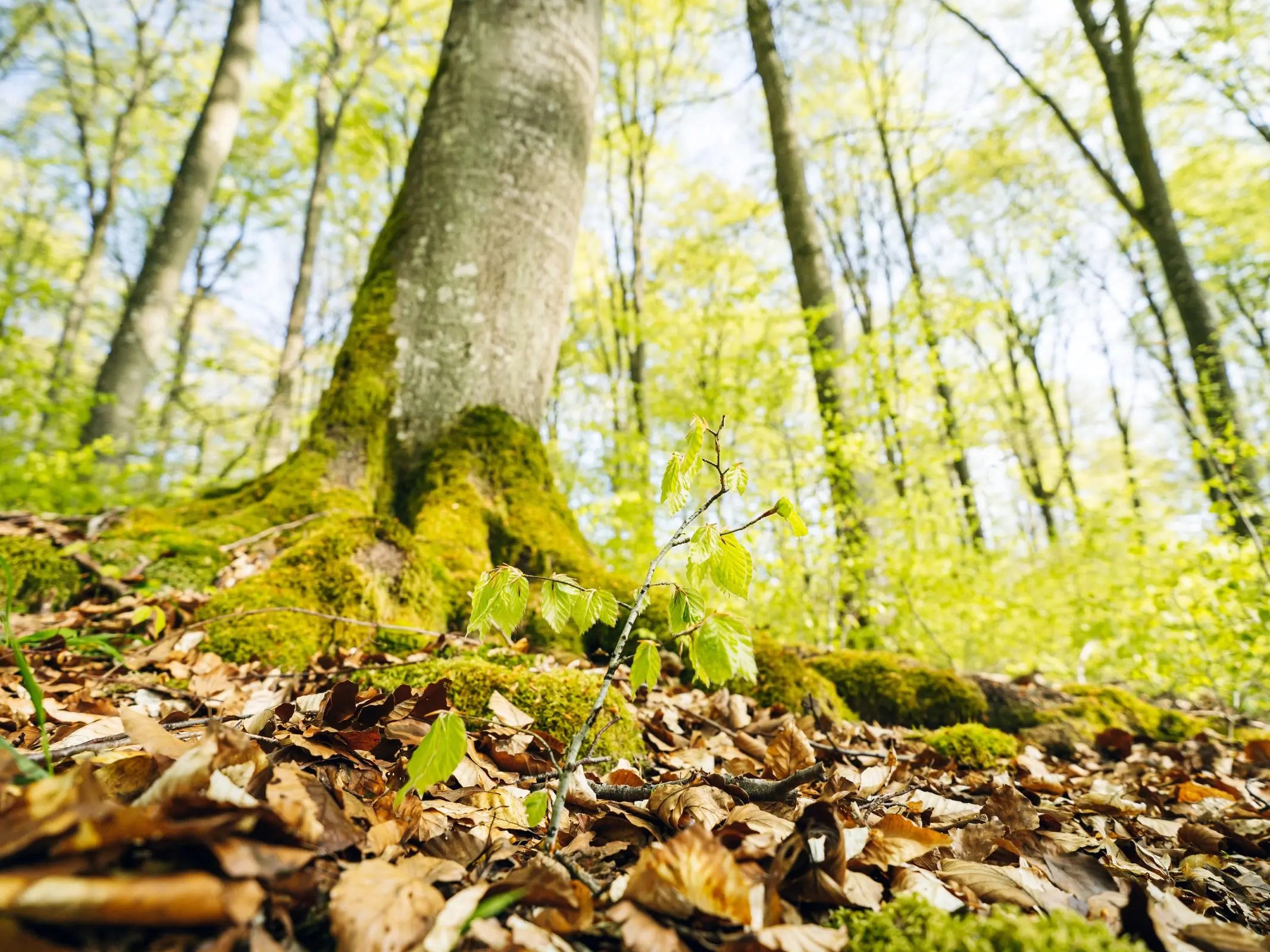 Wanderung: Jahreszeiten-Zauber