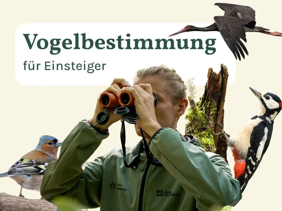 Vogelbeobachter mit Fernglas, dazu Abbildungen von Schwarzstorch, Specht und Fink - ideal für Fans heimischer Vogelarten oder solche, die an einem Vogelkurs in Wohllebens Waldakademie teilnehmen wollen.