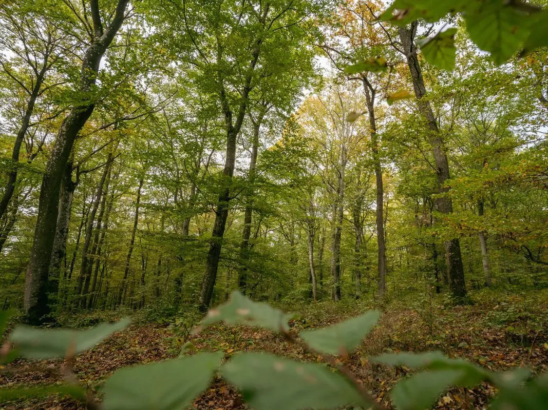 Natur hautnah erleben in den grünen Wäldern und hohen Bäumen der Eifelgemeinde Nohn - tauchen Sie ein mit dem UrwaldProjekt der Waldakademie Wohllebens.
