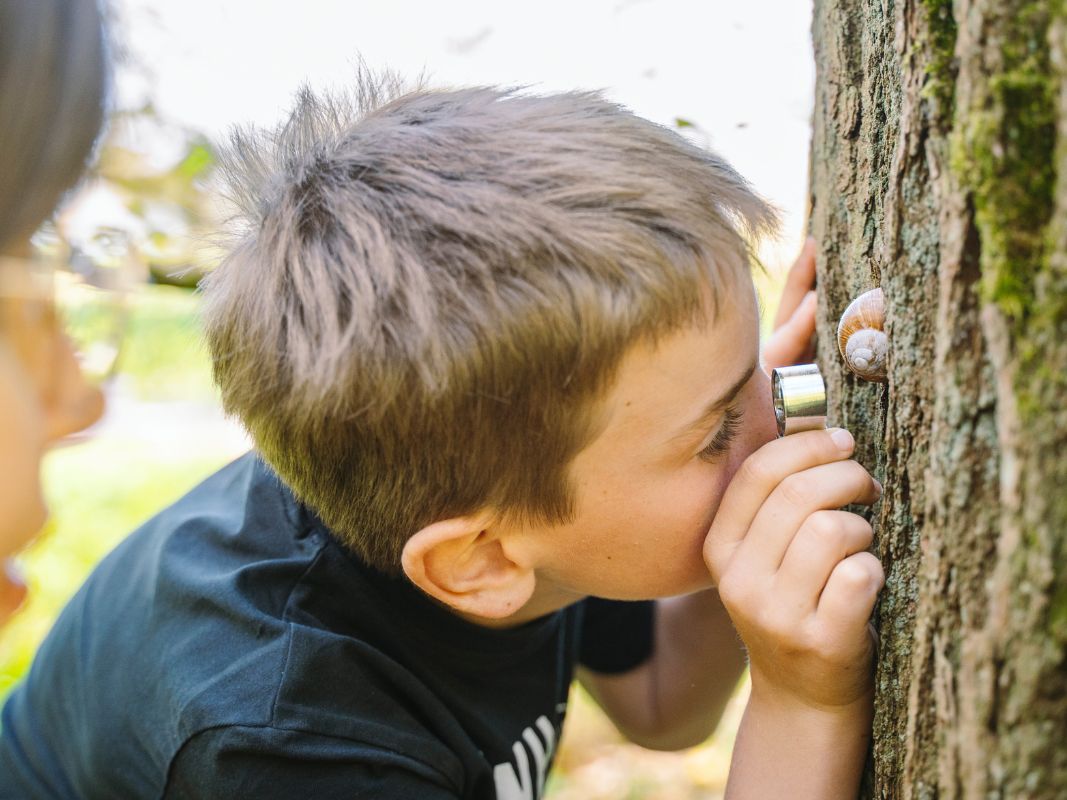 Während des Waldakademie-Waldkurses 7-10 Jahre des Wohllebens, der Teil seiner Juniorförster-Ausbildung ist, untersucht ein Junge mit einer Lupe eine Schnecke auf einer Baumrinde.