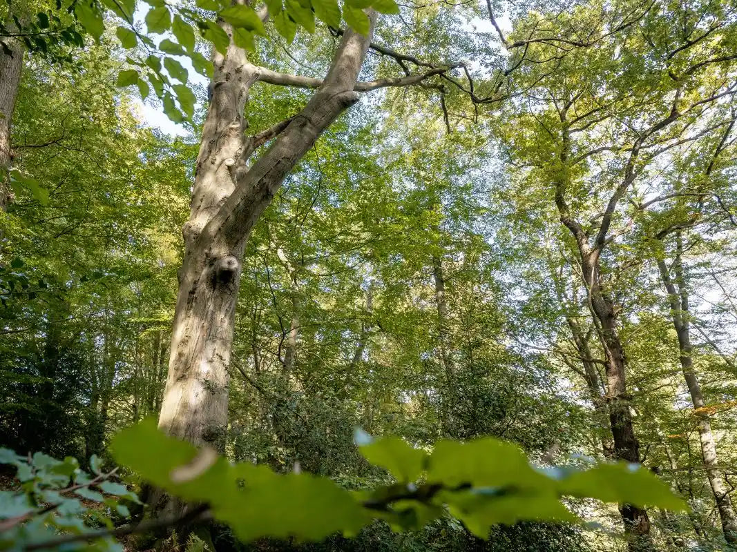 Erleben Sie die Majestät der Buchengiganten - hohe, grün belaubte Bäume in einem sonnenbeschienenen Wald - mit dem Urwald-Abo von Wohllebens Waldakademie.