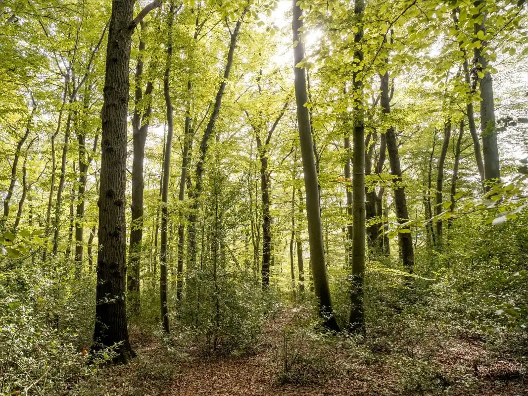 Das Sonnenlicht fällt durch die hohen, grünen Bäume eines dichten Waldes entlang eines belaubten Weges - der Heimat der Buchengiganten, die von Wohllebens Waldakademie geschützt werden.