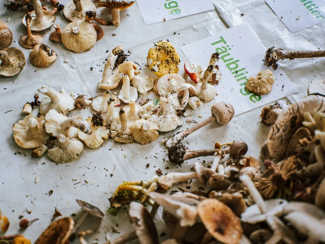 Eine Auswahl verschiedener Pilze mit deutschen Etiketten von Wohllebens Waldakademie - ideal für alle, die Pilze bestimmen oder in einem Pilzseminar lernen wollen.