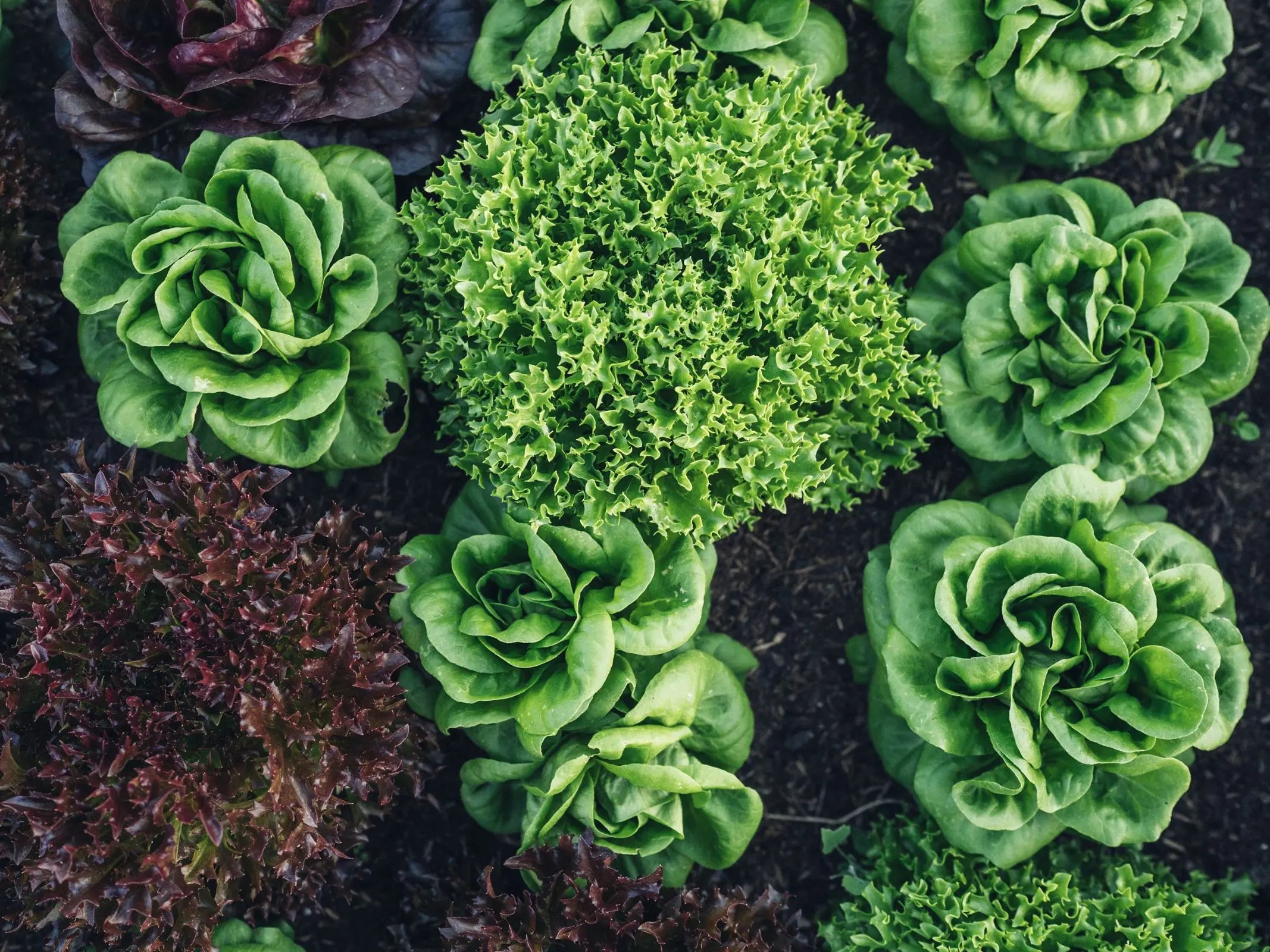 Lesung: "Gemüsepower" mit Lucia Francesca Schauerhammer von Dorfgarten