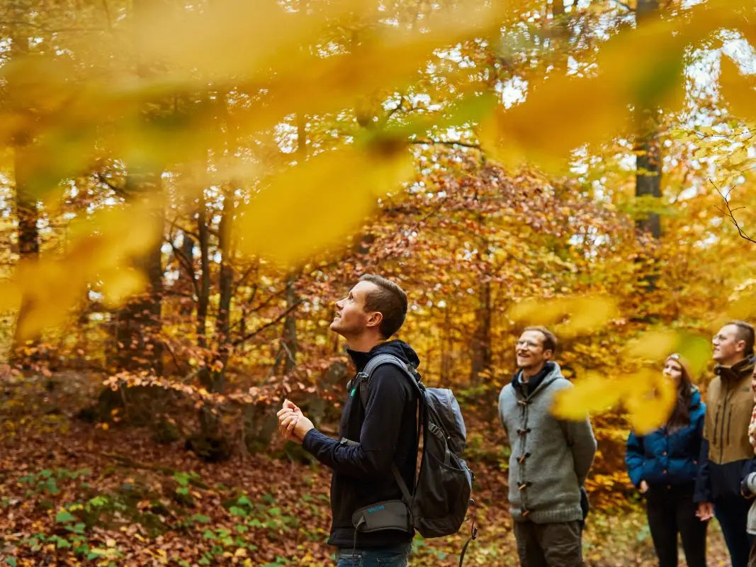 Teamevent mit Waldführer im herbstlichen Eifelwald