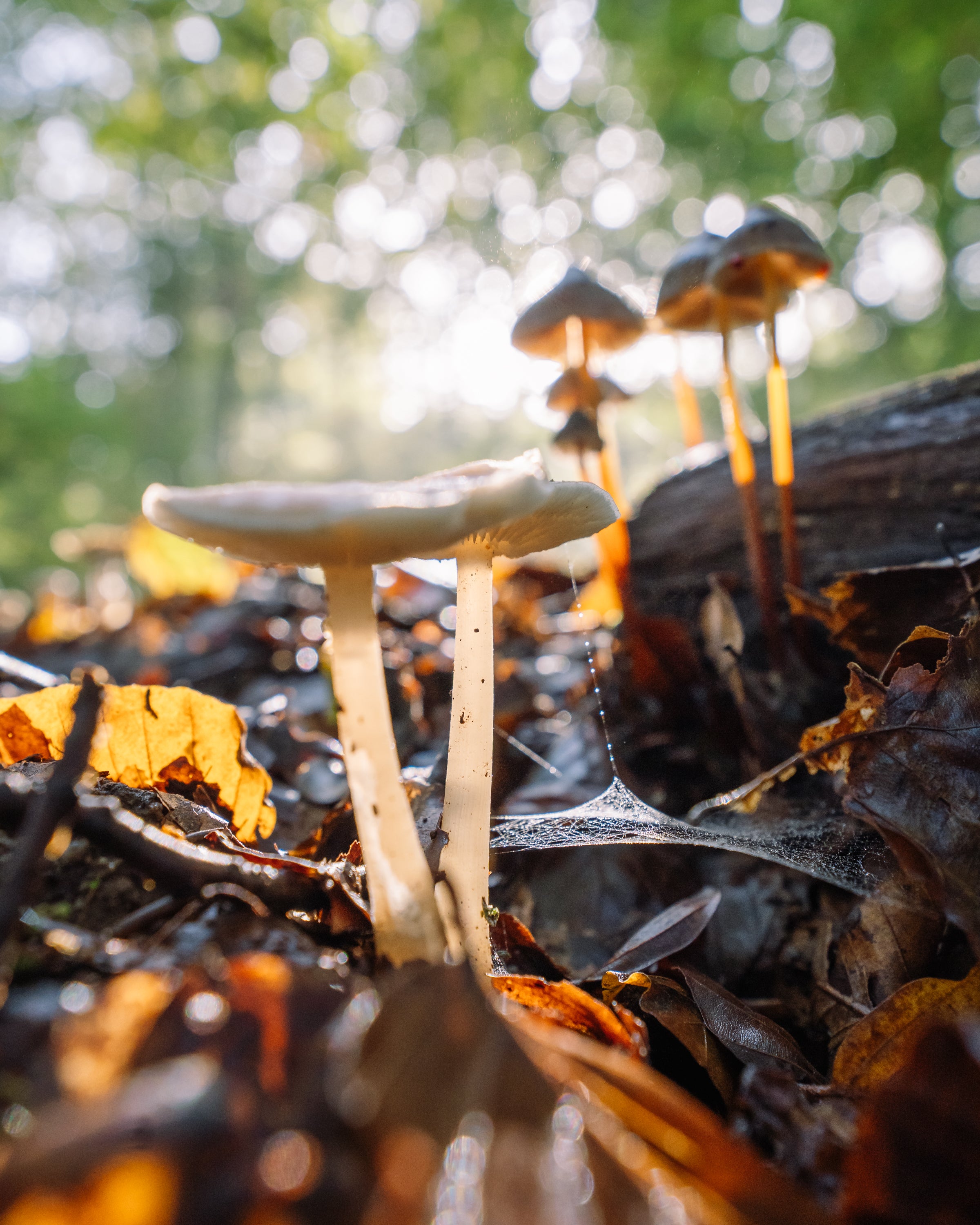 Nahaufnahme von Pilzen zwischen abgefallenen Blättern und Zweigen in einem sonnenbeschienenen Wald von Wohllebens Waldakademie, mit Andeutungen von hoch aufragenden Bäumen im Hintergrund.